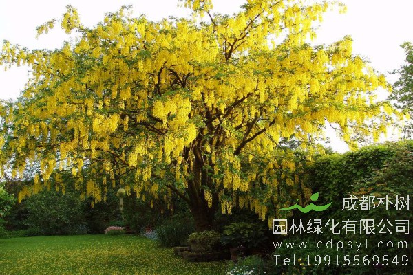 腊肠树价格-图片-形态特征-分布范围-生长习性-主要价值