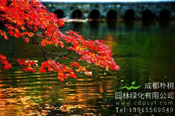 秋枫价格-图片-形态特征-生长环境-分布范围-主要价值