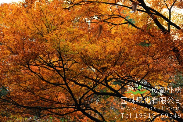 秋枫价格-图片-形态特征-生长环境-分布范围-主要价值