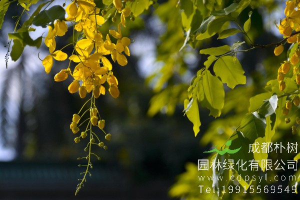 腊肠树价格-图片-形态特征-分布范围-生长习性-主要价值