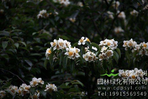 木荷价格-图片-形态特征-地理分布-生长习性-主要价值