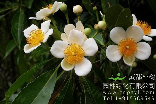 木荷价格-图片-形态特征-地理分布-生长习性-主要价值