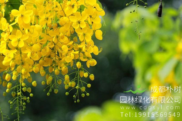 腊肠树价格-图片-形态特征-分布范围-生长习性-主要价值