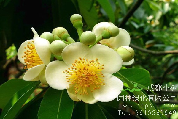 木荷价格-图片-形态特征-地理分布-生长习性-主要价值