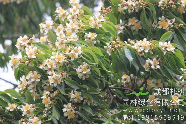 木荷价格-图片-形态特征-地理分布-生长习性-主要价值