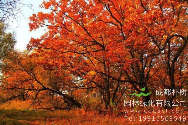 秋枫价格-图片-形态特征-生长环境-分布范围-主要价值