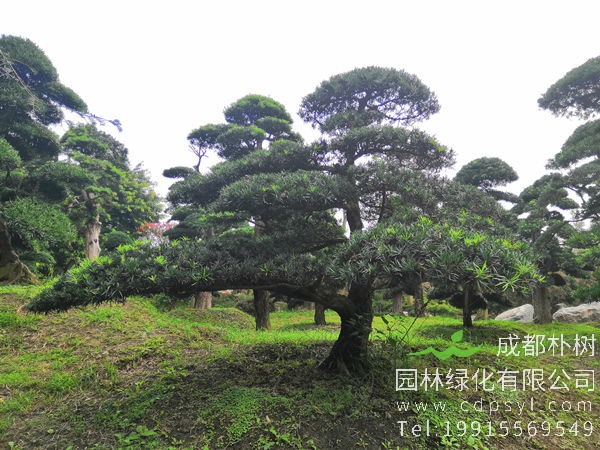 四川优质罗汉松价格_品种_产地分布_养殖方法_园林用途-厂家