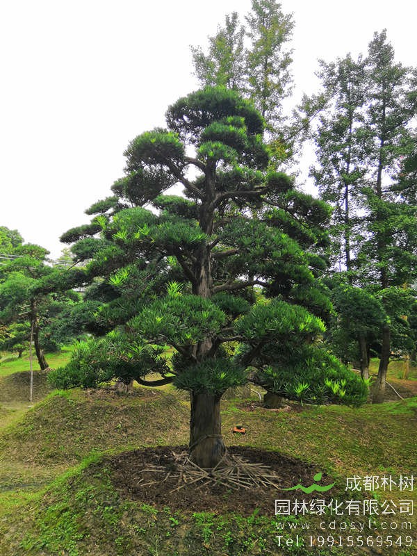 四川优质罗汉松价格_品种_产地分布_养殖方法_园林用途-厂家