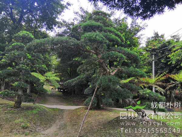 四川优质罗汉松价格_品种_产地分布_养殖方法_园林用途-厂家