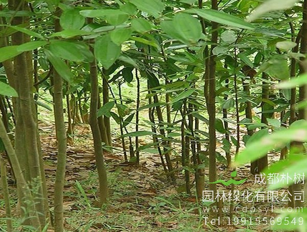 桂皮树价格-图片-形态特征-生长环境-分布范围以及主要价值