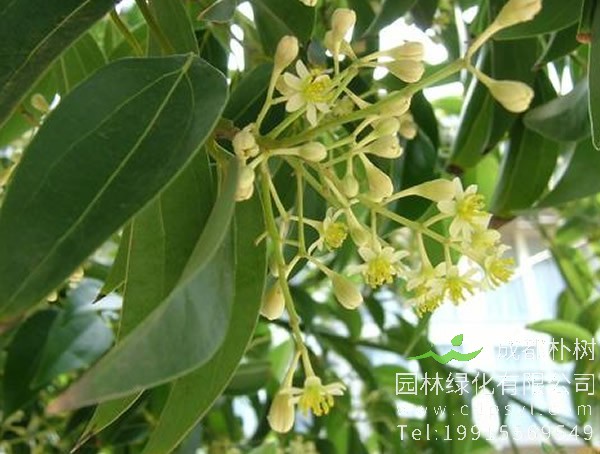 桂皮树价格-图片-形态特征-生长环境-分布范围以及主要价值