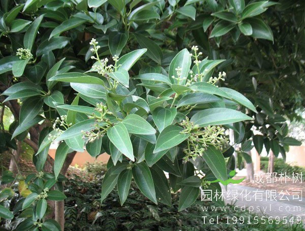 桂皮树价格-图片-形态特征-生长环境-分布范围以及主要价值