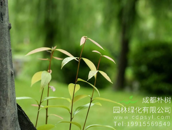 桂皮树图片大全，野生桂皮树图片欣赏