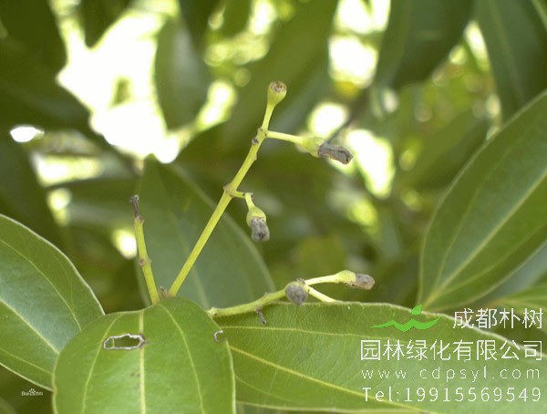 桂皮树种植技术，怎样种植桂皮树？