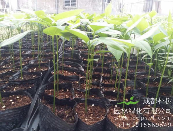 桂皮树剥皮后还长吗？桂皮树能扒几次皮？