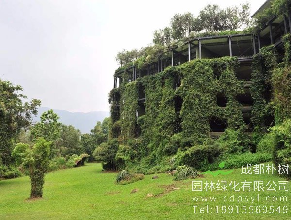 桂皮树适合在哪里种植？