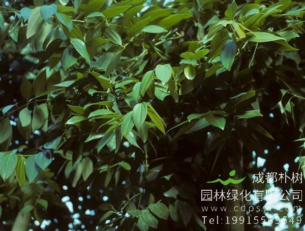 桂皮树剥皮后会死吗？桂皮树被剥皮后能不能活？