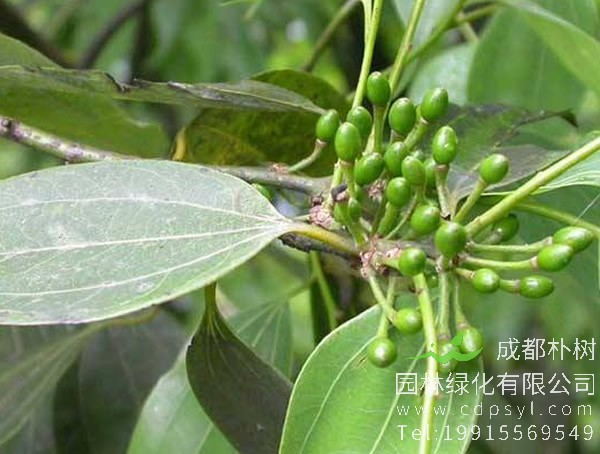 桂皮树适合在哪里种植？