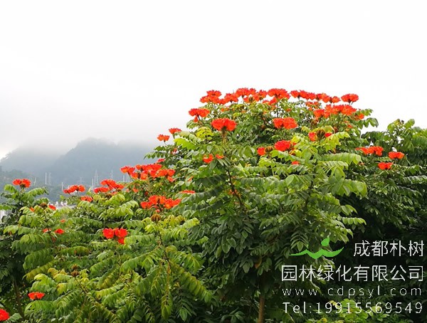 火焰木价格-图片-形态特征-生长习性-分布范围-主要价值以及植物文化