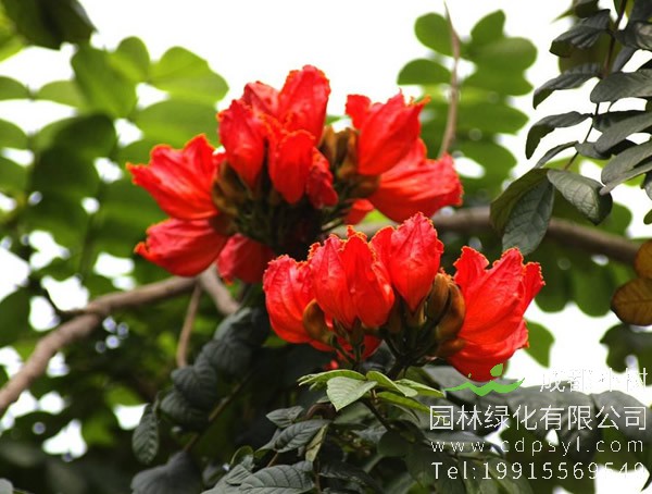 火焰木价格-图片-形态特征-生长习性-分布范围-主要价值以及植物文化