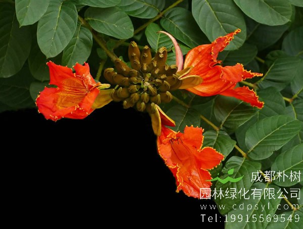 火焰木什么时候开花？火焰木花期是什么时候？