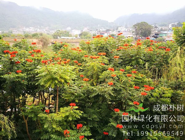 火焰木图片及价格，澳洲火焰木图片，海南火焰木图片