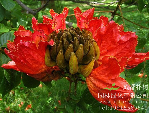 火焰树花的功效与作用，火焰木的价值有哪些？