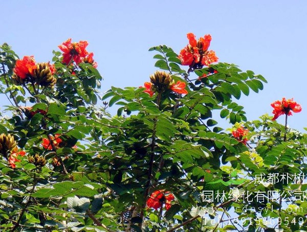 火焰木图片及价格，澳洲火焰木图片，海南火焰木图片