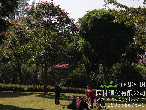 火焰木图片及价格，澳洲火焰木图片，海南火焰木图片