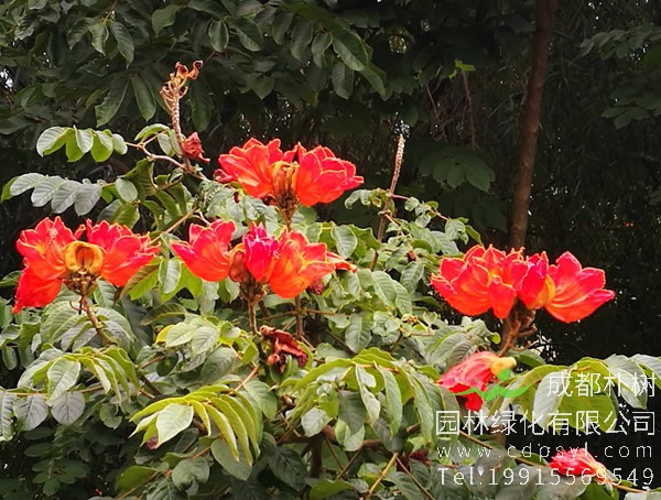 火焰木图片及价格，澳洲火焰木图片，海南火焰木图片