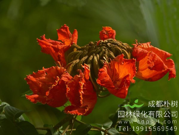 火焰木图片及价格，澳洲火焰木图片，海南火焰木图片