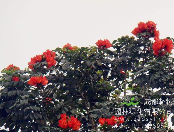 火焰木价格-图片-形态特征-生长习性-分布范围-主要价值以及植物文化