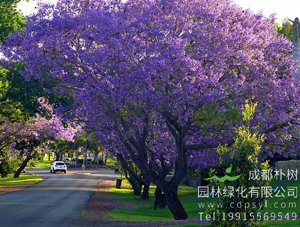 蓝花楹图片大全，唯美蓝花楹图片欣赏