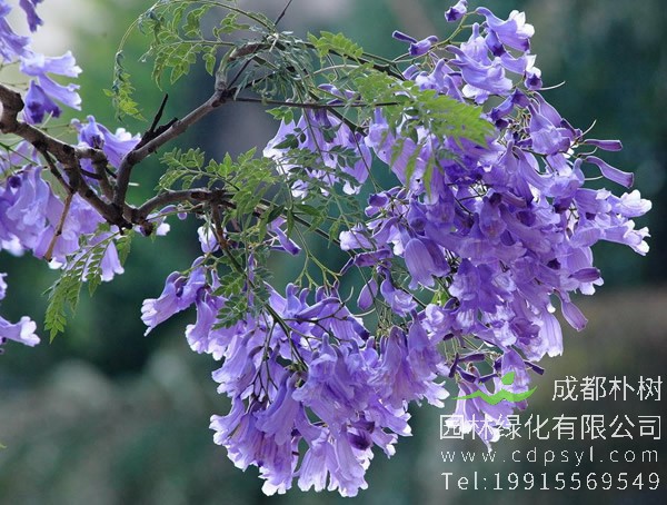 蓝花楹价格-图片-形态特征-生长习性-地理分布-主要品种-主要价值以及植物文化