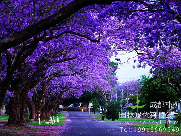 蓝花楹的繁殖方法、种植管理以及病虫防治介绍