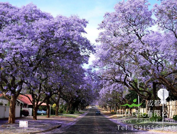 蓝花楹图片大全，唯美蓝花楹图片欣赏