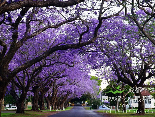 蓝花楹图片大全，唯美蓝花楹图片欣赏