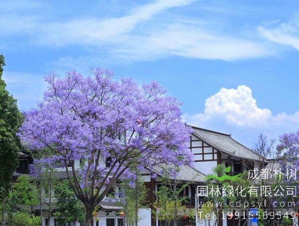 蓝花楹图片大全，唯美蓝花楹图片欣赏