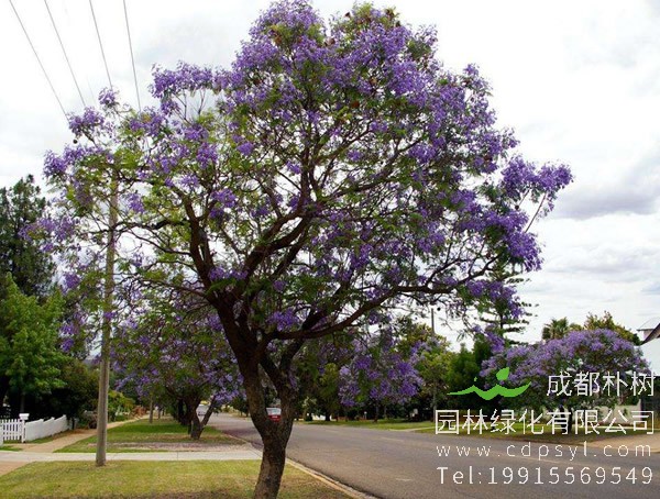 蓝花楹图片大全，唯美蓝花楹图片欣赏