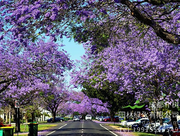 蓝花楹花语及传说故事是什么？