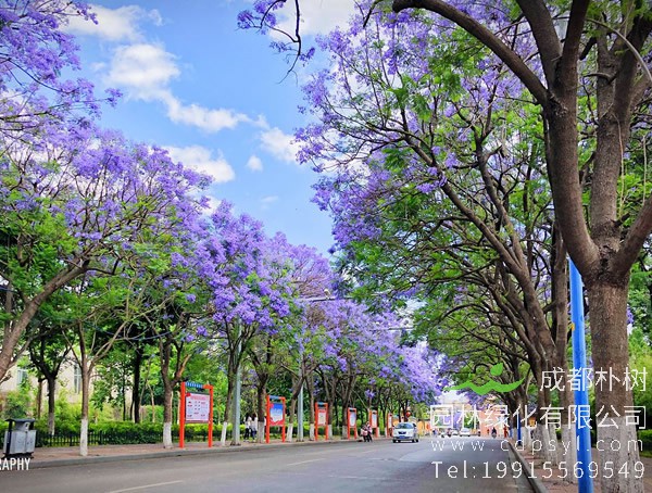 蓝花楹的繁殖方法、种植管理以及病虫防治介绍