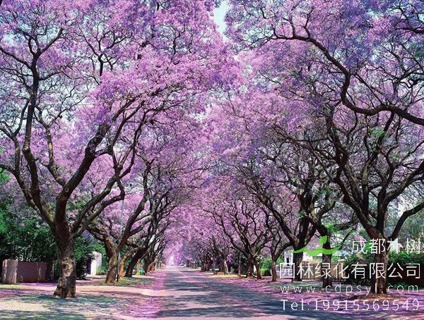 蓝花楹图片大全，唯美蓝花楹图片欣赏