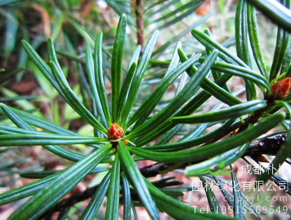 银杉的拼音怎么写？银杉的拼音怎么读？