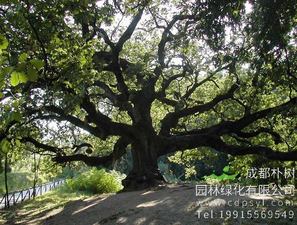 银杉与银杏哪个是活化石？