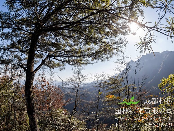 银杉图片大全，银杉图片和罗汉松图片欣赏