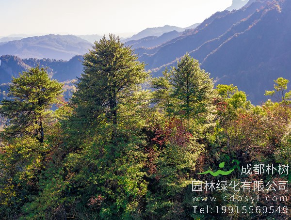 银杉图片大全，银杉图片和罗汉松图片欣赏