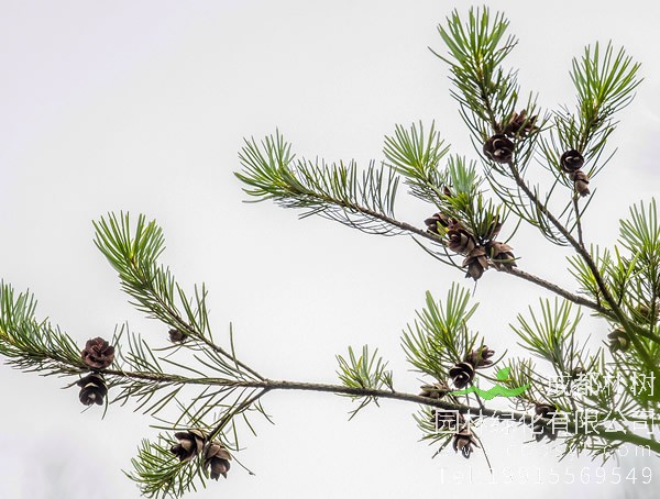 银杉分布在哪些地方？哪儿有银杉的种植基地？