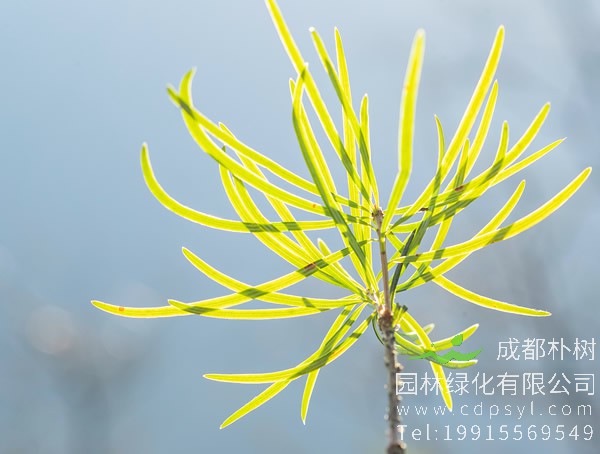 银杉图片大全，银杉图片和罗汉松图片欣赏