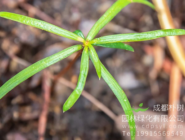 银杉图片大全，银杉图片和罗汉松图片欣赏