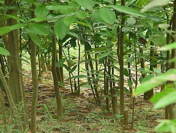 桂皮树价格-图片-形态特征-生长环境-分布范围以及主要价值